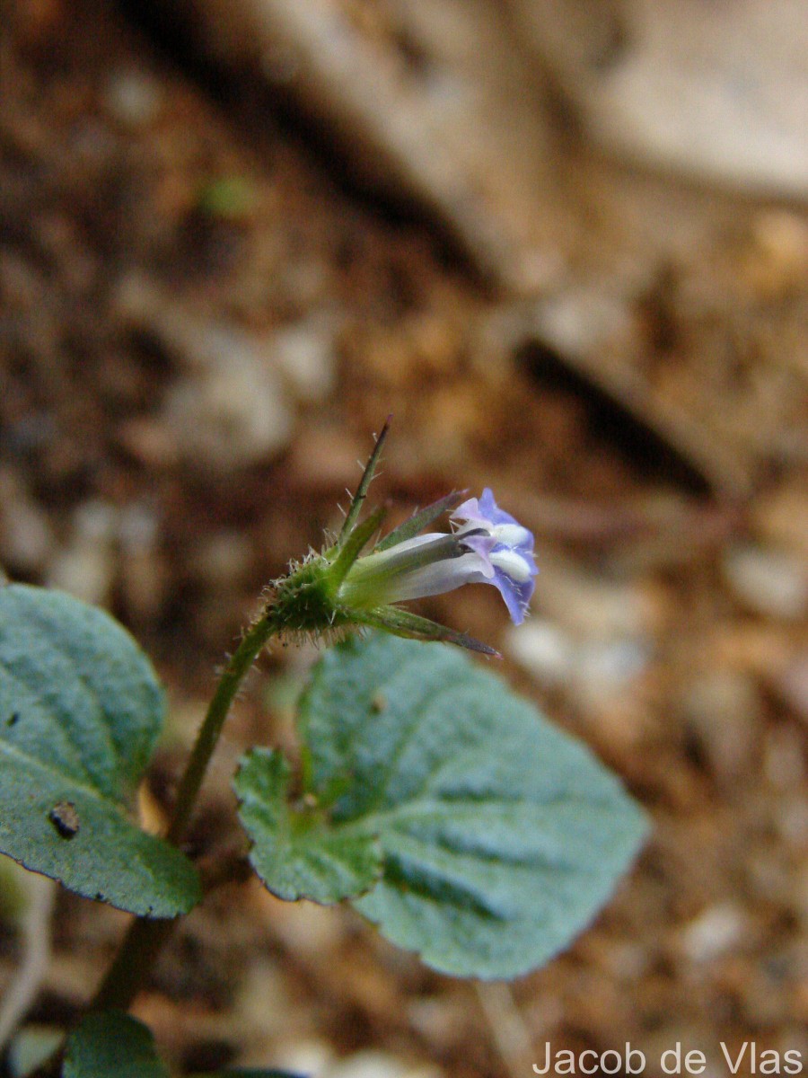 Lobelia zeylanica L.